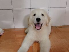 -翊宠yipet猫狗购宠庄园犬舍•猫舍