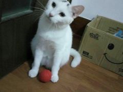 -艾贝尔宠物诊疗