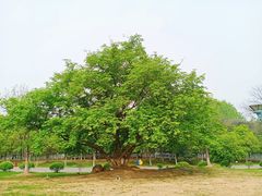 -南京市江宁方山
