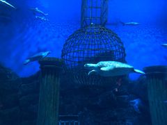 -芜湖新华联大白鲸海洋公园