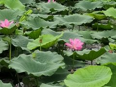 -洪湖生态旅游区