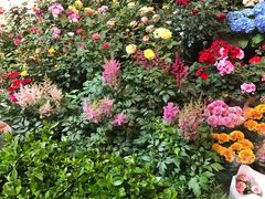 -双季花艺园艺市场(浦东店)