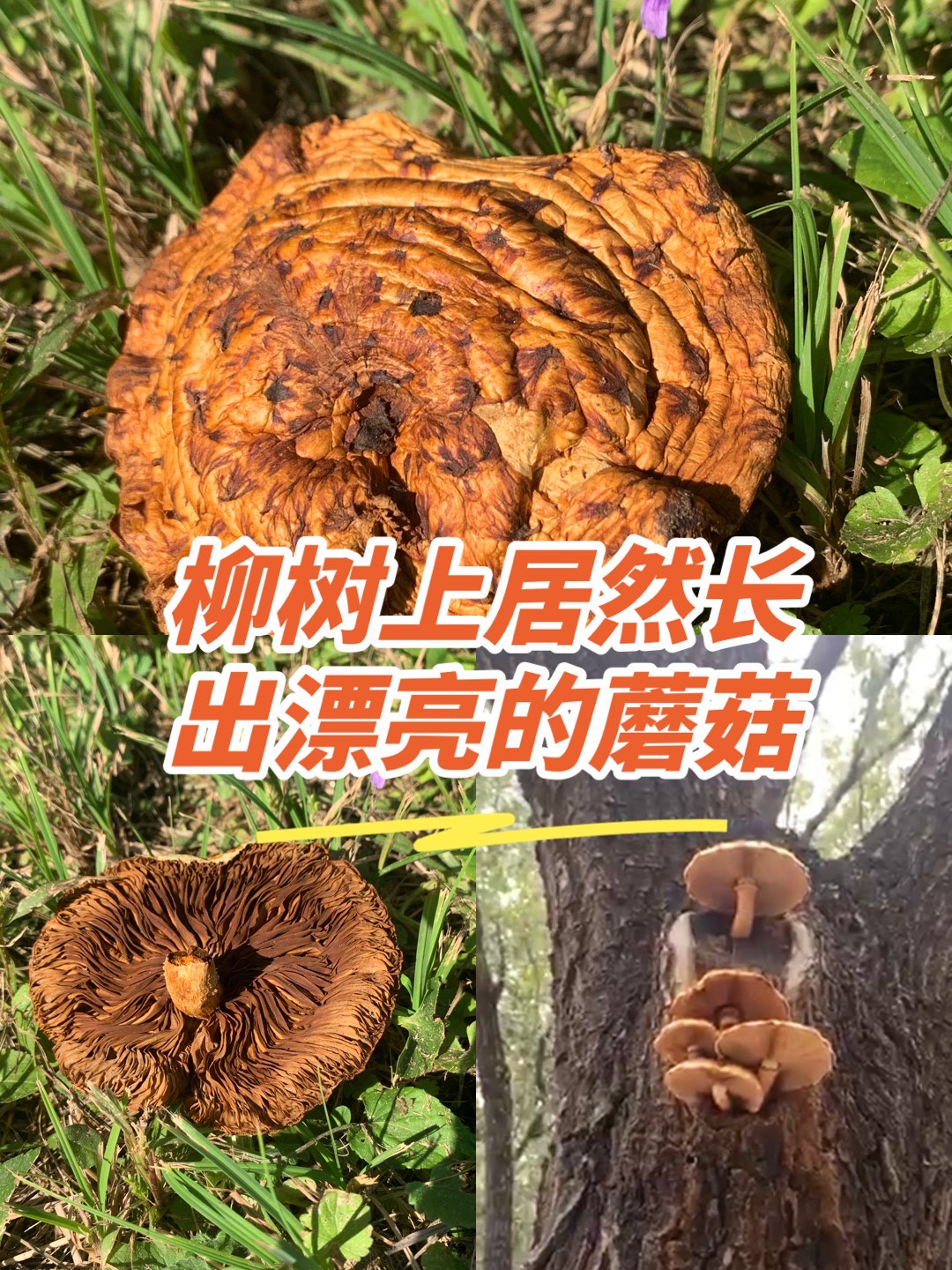 不能吃的柳树蘑菇图片图片