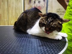 -汪小喵宠物·戴维斯乐芳希施宠馨宝皮毛调理洗护店