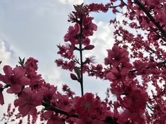 -秀丽东方
