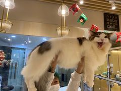 -momokira米努特·德文卷毛猫·棉花面纱犬
