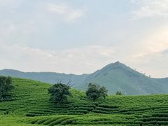 -帐篷客·溪龙茶谷度假酒店