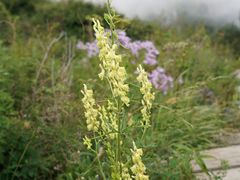 -白草畔自然风景区