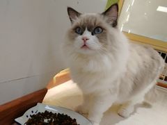 -猫和宫(六道口店)