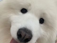 -星多哈·狗咖·拼豆·咖啡
