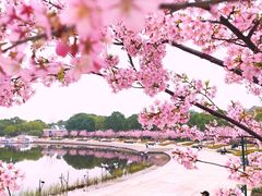 -新江湾城公园