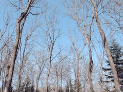 -大兴滨河森林公园