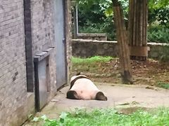-都江堰中华大熊猫苑