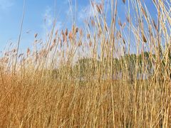 -野鸭湖国家湿地公园