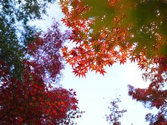 -常寂光寺