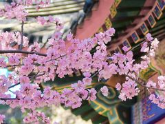 -香山公园