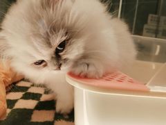 -babydoll猫舍·米努特·德文·缅因(久光中心店)