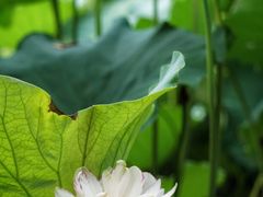 -陈家山荷花公园