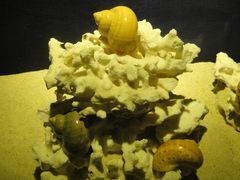 -亚龙湾中心广场·贝壳馆