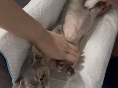 -纳吉亚猫专科动物医院博雅分院