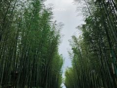 -蜀南竹海景区