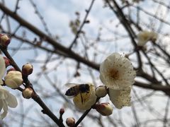 景点-香雪海