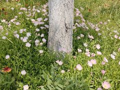-桃花岛公园