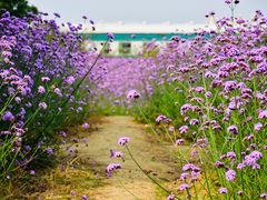 -西京湾花海
