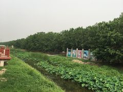 -御林古桑园
