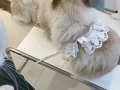 -怪兽屋·羊驼·猫咖·狗咖(俊华广场店)