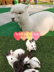 -萌宠亲子动物乐园(槐房万达店)