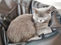-米宠家·撸猫猫咖小萌宠·猫咪洗澡·猫咪寄养(高新大都荟店)