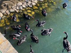 -长白岛森林公园