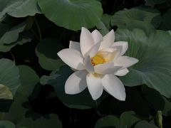 -莲池书院博物馆