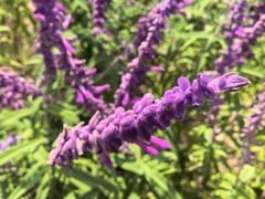 -武陵山森林公园