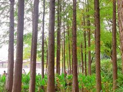 -重庆彩云湖湿地公园