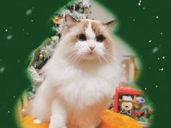 -佐罗家宠物馆·猫文化馆(紫霞路店)
