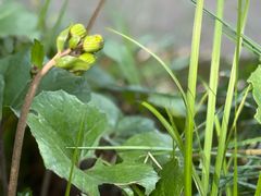 -天目山大树王景区