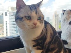 -有喵·猫咖·狗咖·30几只猫10只小狗(岗厦店)