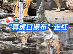 -栾川竹海野生动物园