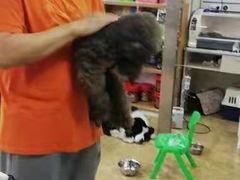 -A猫a狗全科·犬猫异宠·芥西宠物医院(南开总院)