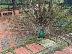 -吉隆坡雀鸟公园