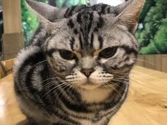 -藦茜花园宠物主题亲子互动体验馆(国顺东路店)