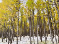 -塞罕坝国家级自然保护区