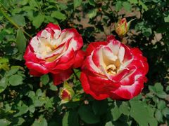 -上海共青森林公园