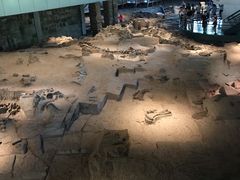 -自贡恐龙博物馆