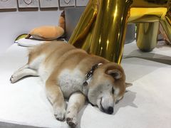 -柴务处·柴犬主题狗咖