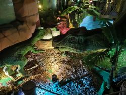 -恐龙探索乐园(磁器口店)