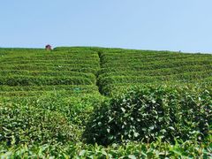 -龙坞茶村