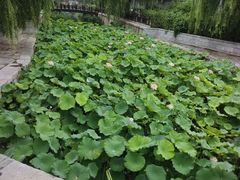 -玫瑰红烤羊排(北新桥三条店)